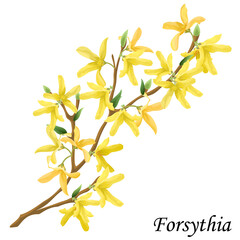 Blooming forsythia (golden bell) bush with yellow flowers, realistic vector illustration. 