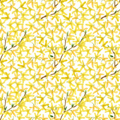 Seamless repeating pattern of forsythia (golden bell) flowers on white background, vector illustration. 