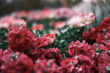 pink and yellow flowers