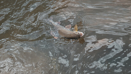 Obraz premium Grayling caught on an artificial fly. Fly fishing and tenkara.