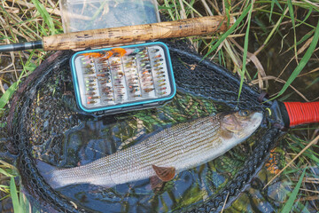 Grayling caught on an artificial fly. Fly fishing and tenkara.