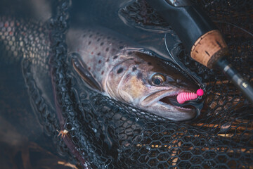 Trout caught on soft plastic bait.