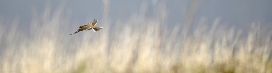 Eurasian Skylark // Feldlerche (Alauda arvensis)