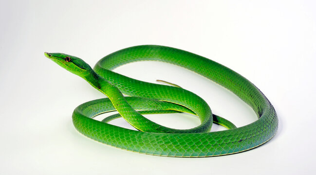 flatbread snake, green vine snake // Grüne Spitznatter, Glanzspitzschlange (Oxybelis fulgidus)