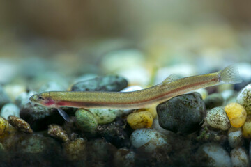 Pangio anguillaris - Eel Loach
