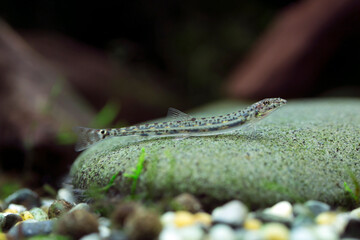Acantopsis dialuzona - Horse Face Loach