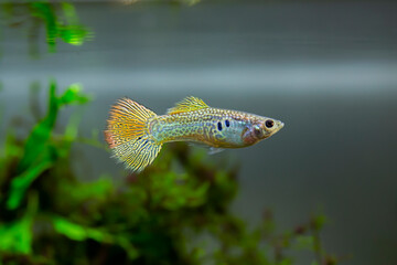 Fototapeta premium Gold Cobra Guppy - Poecilia reticulata