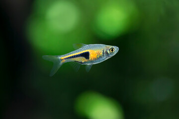 Trigonostigma hengeli - Lamb Chop Rasbora