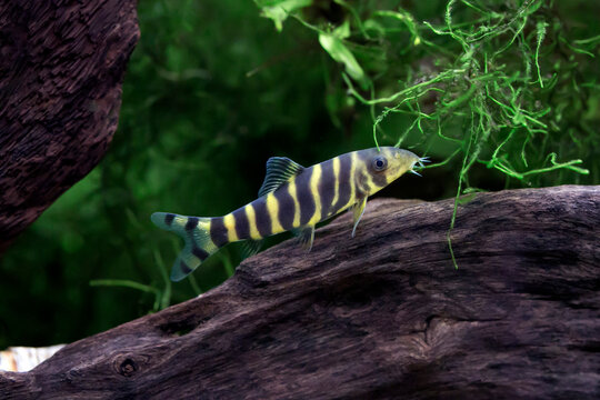 Bengal Loach - Botia dario