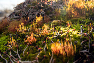 Different sedum and moss on a roof of an insect hotel - obrazy, fototapety, plakaty