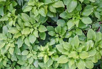 green leaves background