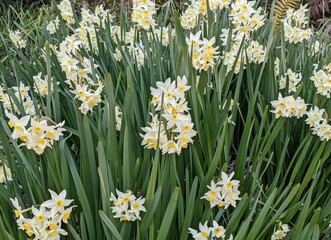 daffodils in the garden