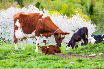 Dairy cow licking her young calf on a meadow in a beautiful spring landscape © Lars Johansson