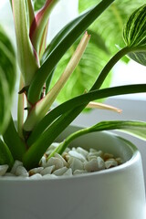 tree in potted with white rock