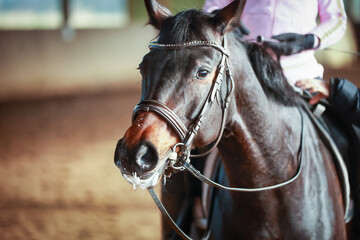 Horse and rider sweaty and tired after a dressage lesson, head portraits of horse and rider in...