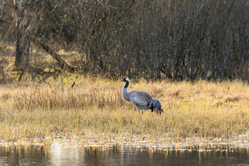 Lake beach with a Crane in the spring