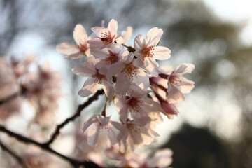 桜咲く砧公園（東京・世田谷）。朝日の中の桜。

