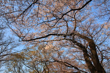 桜咲く砧公園（東京・世田谷）。朝日の中の桜。

