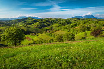 Fototapeta na wymiar Agricultural farmland and green fields with snowy mountains, Holbav, Romania