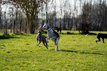 The English Greyhound, or simply the Greyhound dog, running and playing with other grehyhounds in the grass on a sunny day in the park