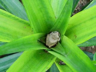 Common Tree Frog hiding on green leaf of pineapple plant, Amphibians in natural forest and plantation in Thailand	