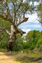 View along a dirt track with gnarled eucalyptus tree beside the Lachlan River