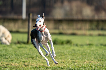 The English Greyhound, or simply the Greyhound dog, running and playing with other grehyhounds in...