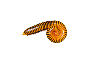 Fototapeta premium Big brown millipede in circle shape isolated on white background.
