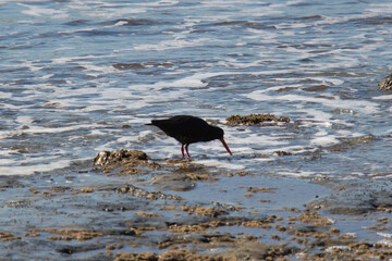 Oystercatcher at the shoreline looking for food, New Zealand.