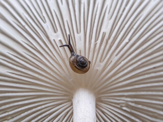 close up of a snail, Snail mushrooms