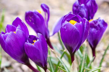 Crocus mauves