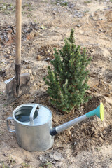 metal garden watering can with water and a small evergreen tree with a shovel. planting ornamental plants