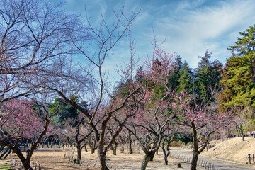 こども自然公園の梅