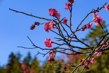 こども自然公園の梅