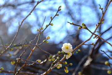 こども自然公園の梅