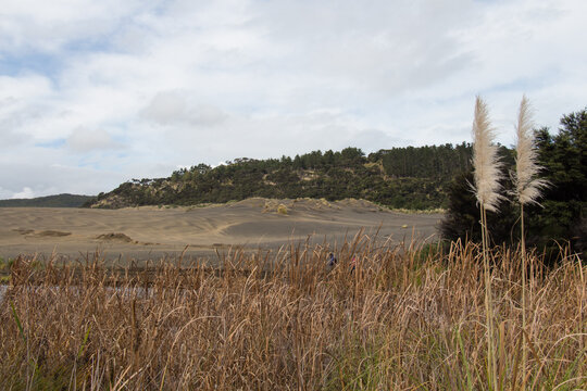 Sand dunes around lake Wainamu, New Zealand.