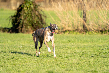 The English Greyhound, or simply the Greyhound dog, running and playing with other grehyhounds in the grass on a sunny day in the park