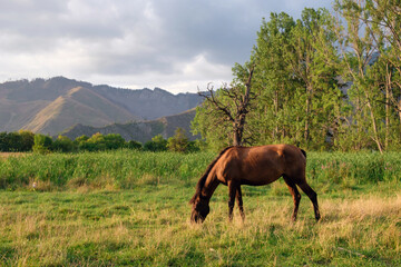 Fototapeta na wymiar A horse grazing in the field at the countryside
