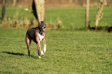 The English Greyhound, or simply the Greyhound dog, running and playing with other grehyhounds in the grass on a sunny day in the park