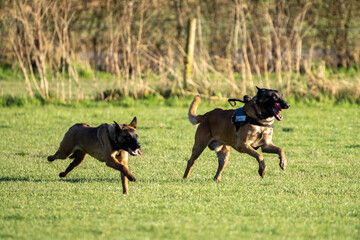 german puppy shepherd dogs running in the grass on a sunny day