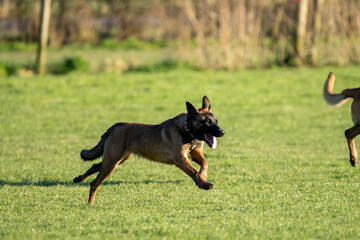 german puppy shepherd dog running in the grass on a sunny day