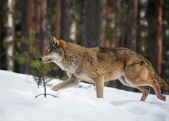 Wild life. A young wolf runs along the edge of the forest. Winter landscape. Life of animals.