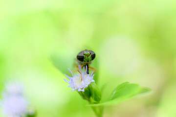 Close-up of a fly perched on a flower