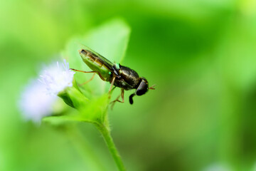 Close-up of a fly perched on a flower