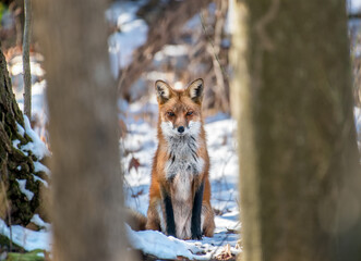 Naklejka na ściany i meble Portrait of a Wild Red Fox in the Wilderness