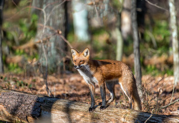 Beautiful wild Red Fox Standing on a dead tree in the sunlight in a forest