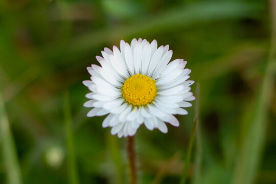 Macro photos of Bellis perennis on green field.springtime of full flowering white common daisies.Photography in natural light.