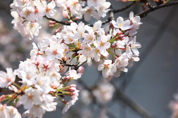 目黒川の桜。