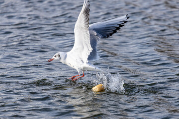 Wassertiere am Bodensee