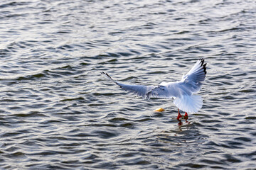 Wassertiere am Bodensee